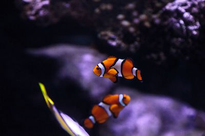 Close-up of clown fishes swimming in sea