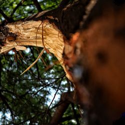 Close-up of lizard on tree trunk