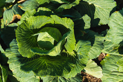 High angle view of leaves on cabage plant