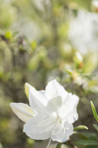 Close-up of white flowers blooming outdoors