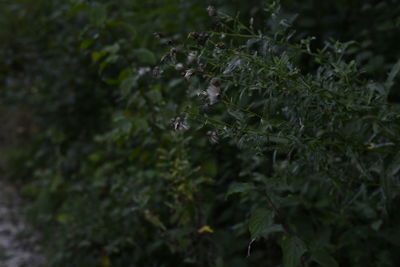 Close-up of fresh green plant in forest