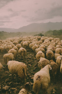 Sheep in a field