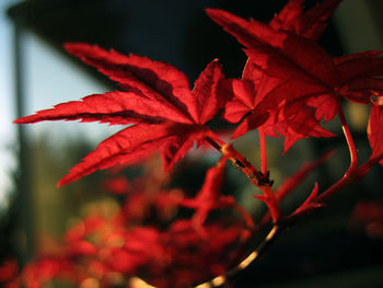 Close-up of red leaves on plant