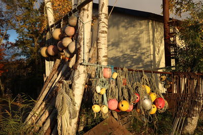 Various fruits hanging on tree by building