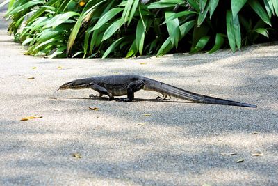 Close-up of a lizard on a land