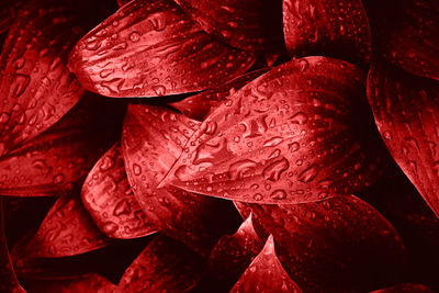 Full frame shot of red roses