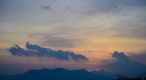 Silhouette of birds flying in sky