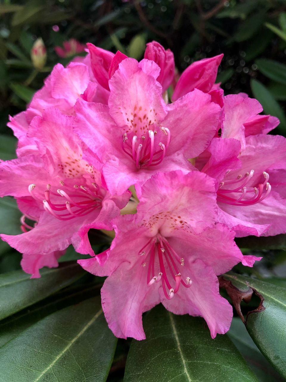 CLOSE-UP OF PINK ROSE FLOWER