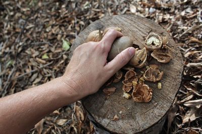 Close-up of hand breaking walnut on tree stump