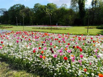 Plants growing on field