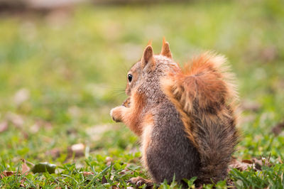 Close-up of squirrel on field