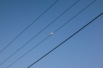 Low angle view of birds flying against clear blue sky