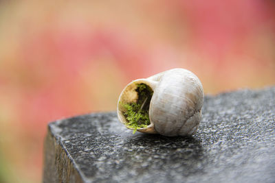 Close-up of cucumber on table
