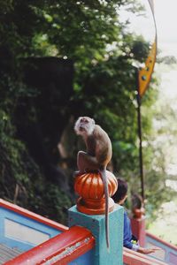 Monkey sitting on railing against trees