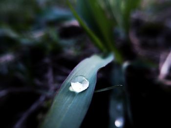 Close-up of dew on plant
