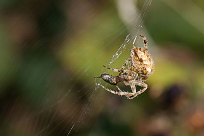 Close-up of spider on web