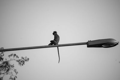 Low angle view of bird perching on cable against sky