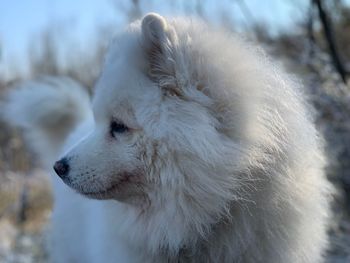 Close-up of dog