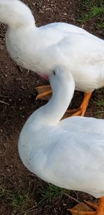 High angle view of white swan in water