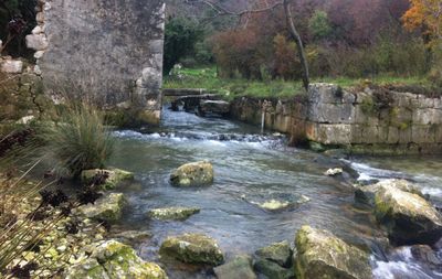 Stream amidst trees