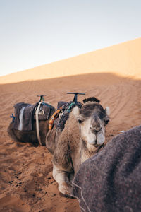 View of a horse on sand