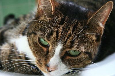 Close-up portrait of cat