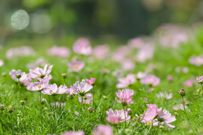 Close-up of pink flowers on field