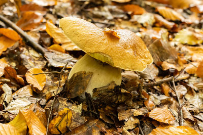 Close-up of mushroom growing in forest