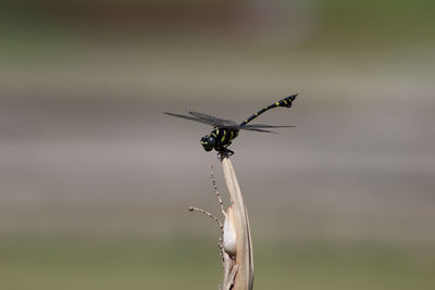 Close-up of black dragonfly on twig