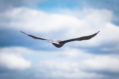 Low angle view of bird flying against cloudy sky