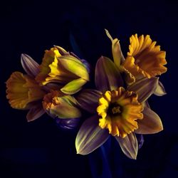 Close-up of flower over white background