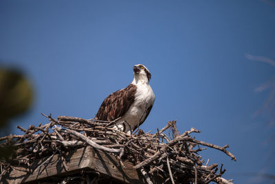 Bird perching on nest