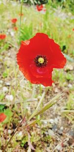 Close-up of red poppy flower on field