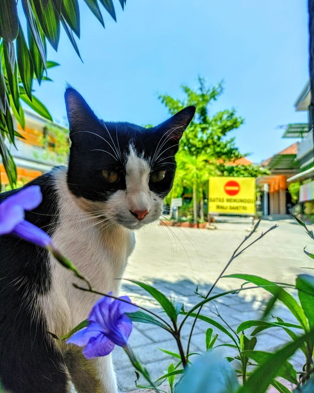 cat, pet, animal, animal themes, domestic animals, mammal, one animal, domestic cat, feline, plant, flower, nature, no people, whiskers, felidae, day, small to medium-sized cats, blue, tree, portrait, building exterior, outdoors