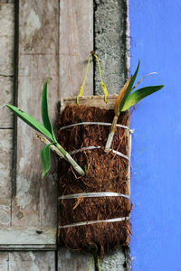 Close-up of potted plant against wall
