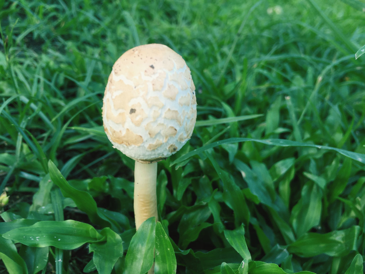 CLOSE-UP OF MUSHROOM ON FIELD