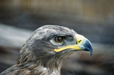 Close-up portrait of eagle