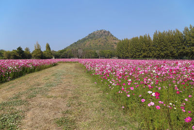 Purple flowering plants on field against clear sky