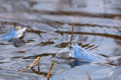 Moorfrosch  .., moor frog 