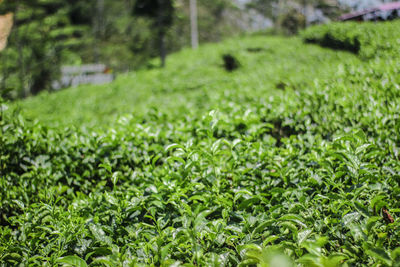 Close-up of fresh green grass in field