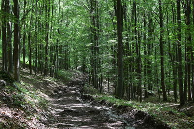 Walkway amidst trees in forest