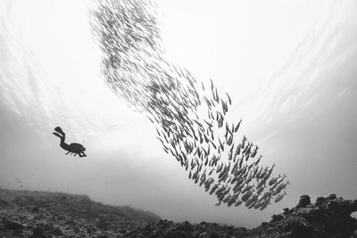 Low angle view of person swimming by fish in sea