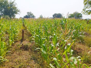 Crops growing on field against clear sky