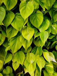 Full frame shot of green leaves