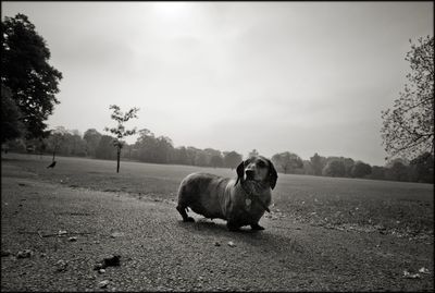 Overweight dachshund walking on walkway in st margarets