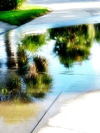 Reflection of trees in water