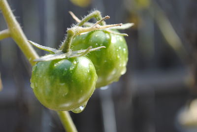 Close-up of green tomatoes
