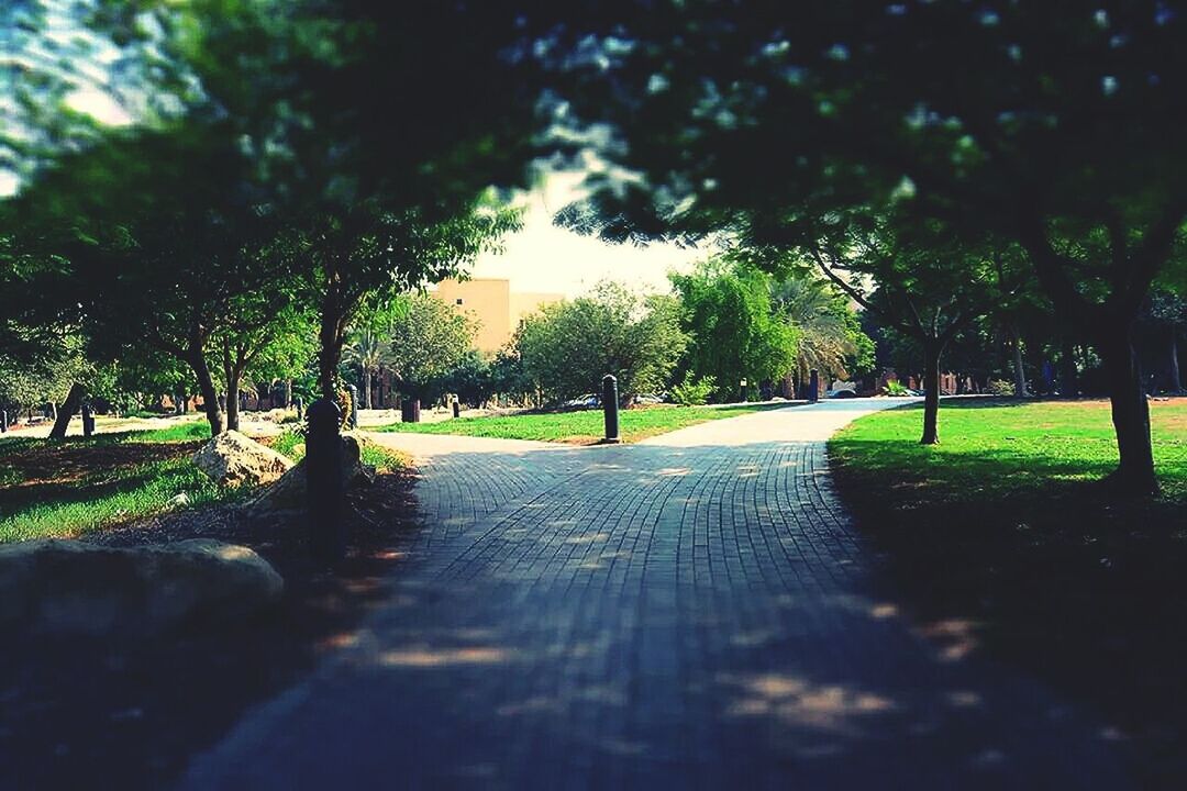 tree, the way forward, park - man made space, grass, footpath, park, treelined, growth, diminishing perspective, walkway, green color, nature, shadow, incidental people, tranquility, vanishing point, day, pathway, sunlight, outdoors