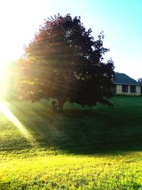 Trees growing on grassy field