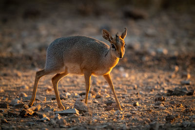 Kirk dik-dik walks over scree at sunrise